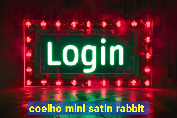 coelho mini satin rabbit